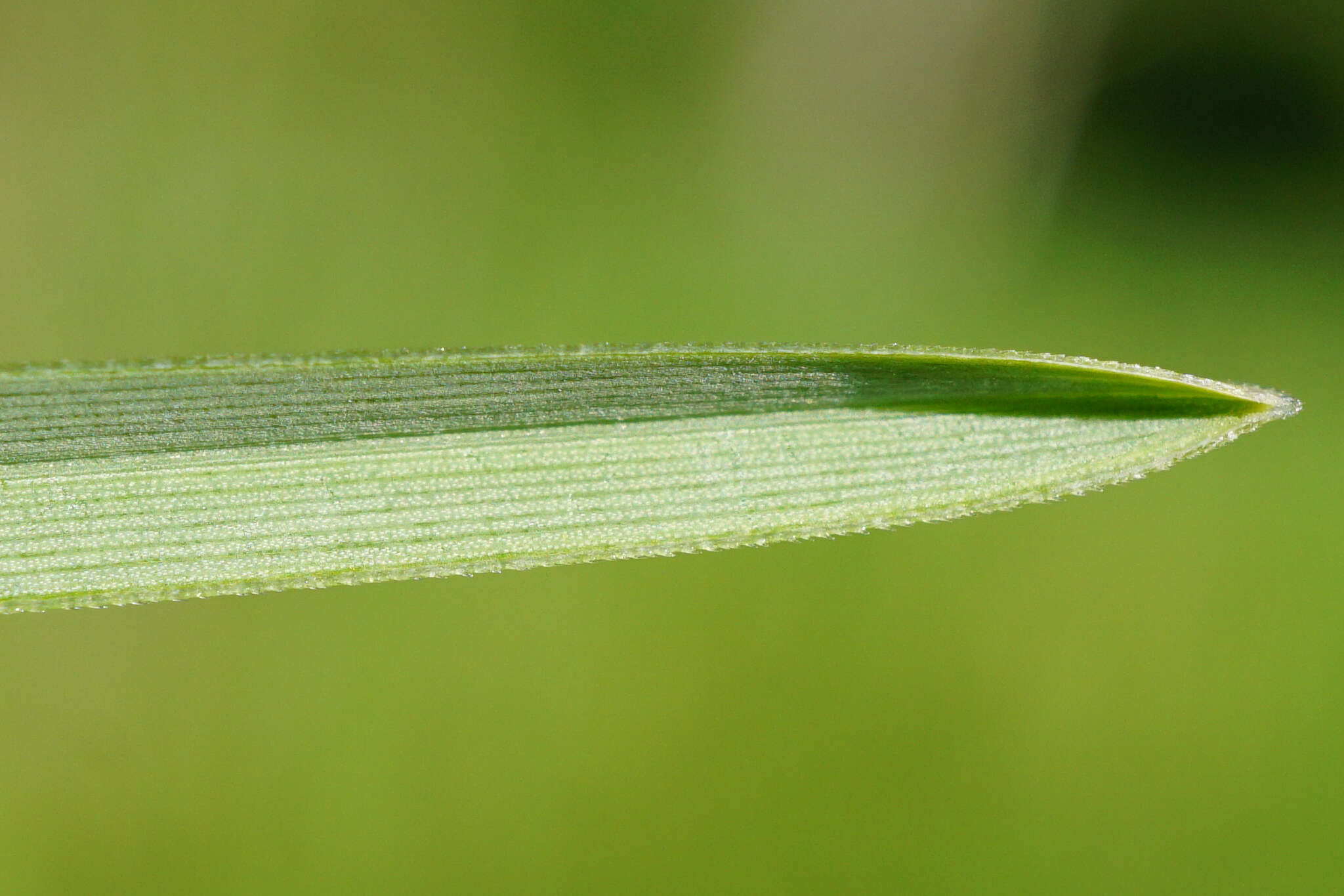 Image of blue moor grass