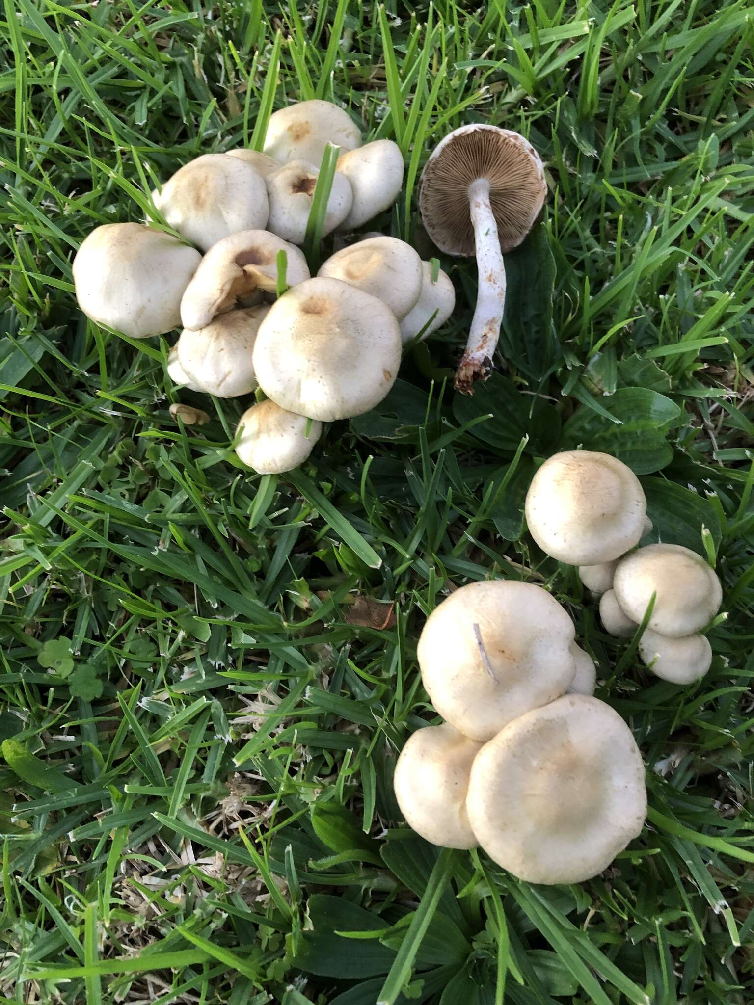 Image of Pholiota gummosa (Lasch) Singer 1951