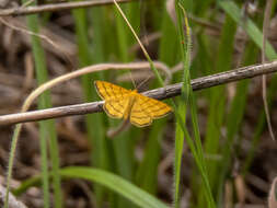 صورة Idaea aureolaria Schiffermüller 1775