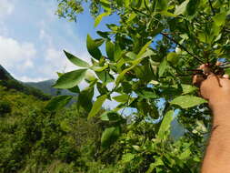 Image of Fraxinus purpusii Brandegee