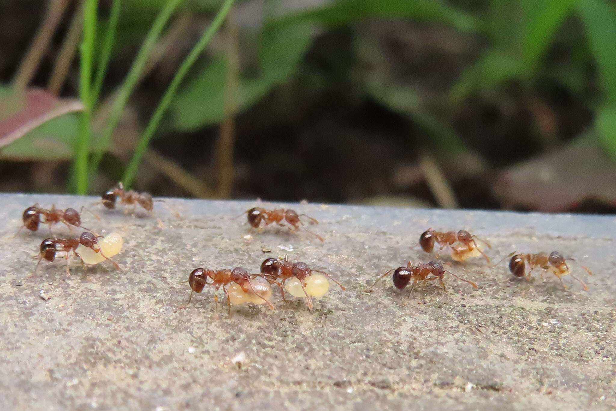 Image of Pristomyrmex punctatus (Smith 1860)