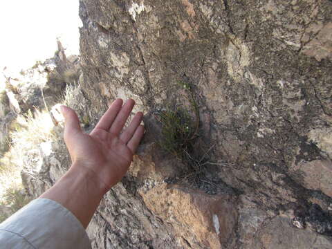 Image of Polygala spinescens Gill.