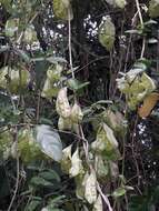 Image of Anchietea pyrifolia A. St.-Hil.