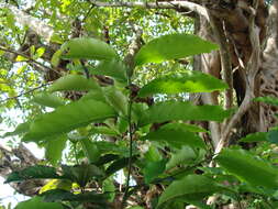 Imagem de Mespilodaphne veraguensis