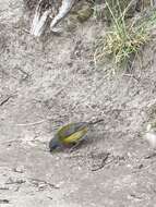 Image of Patagonian Sierra Finch