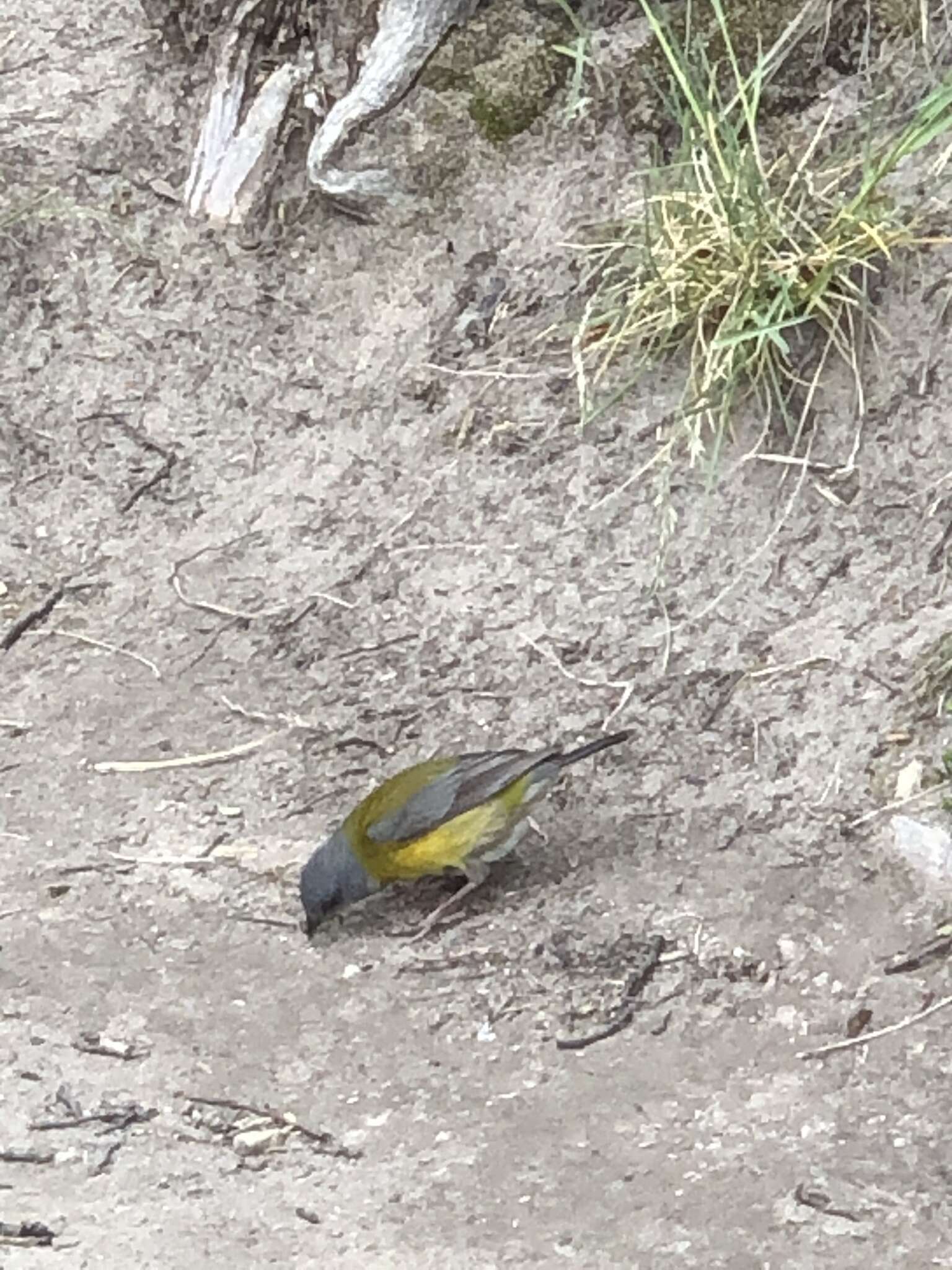 Image of Patagonian Sierra Finch