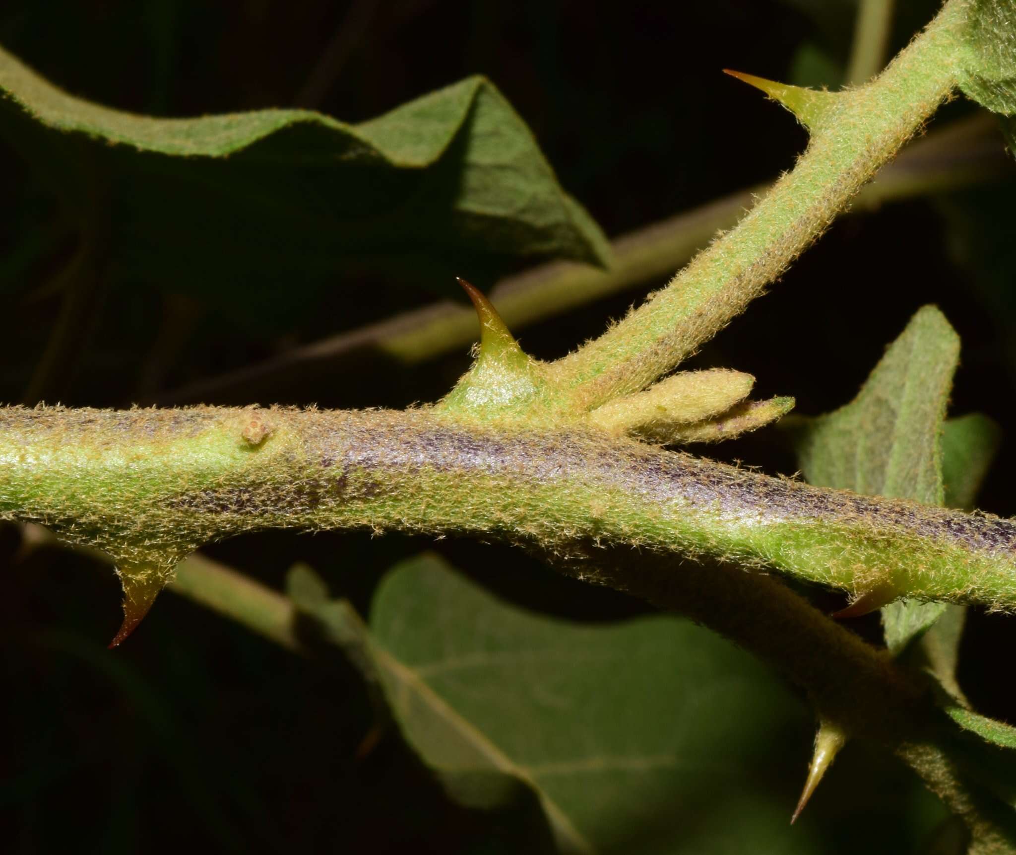 Image of Solanum diversifolium Schltdl.