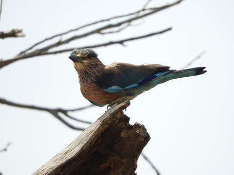 Imagem de Coracias benghalensis (Linnaeus 1758)