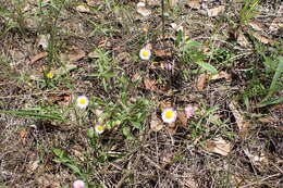 Imagem de Erigeron geiseri Shinners