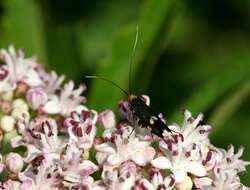 Слика од Nemophora raddaella Hübner 1793