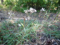 Слика од Gypsophila fastigiata L.