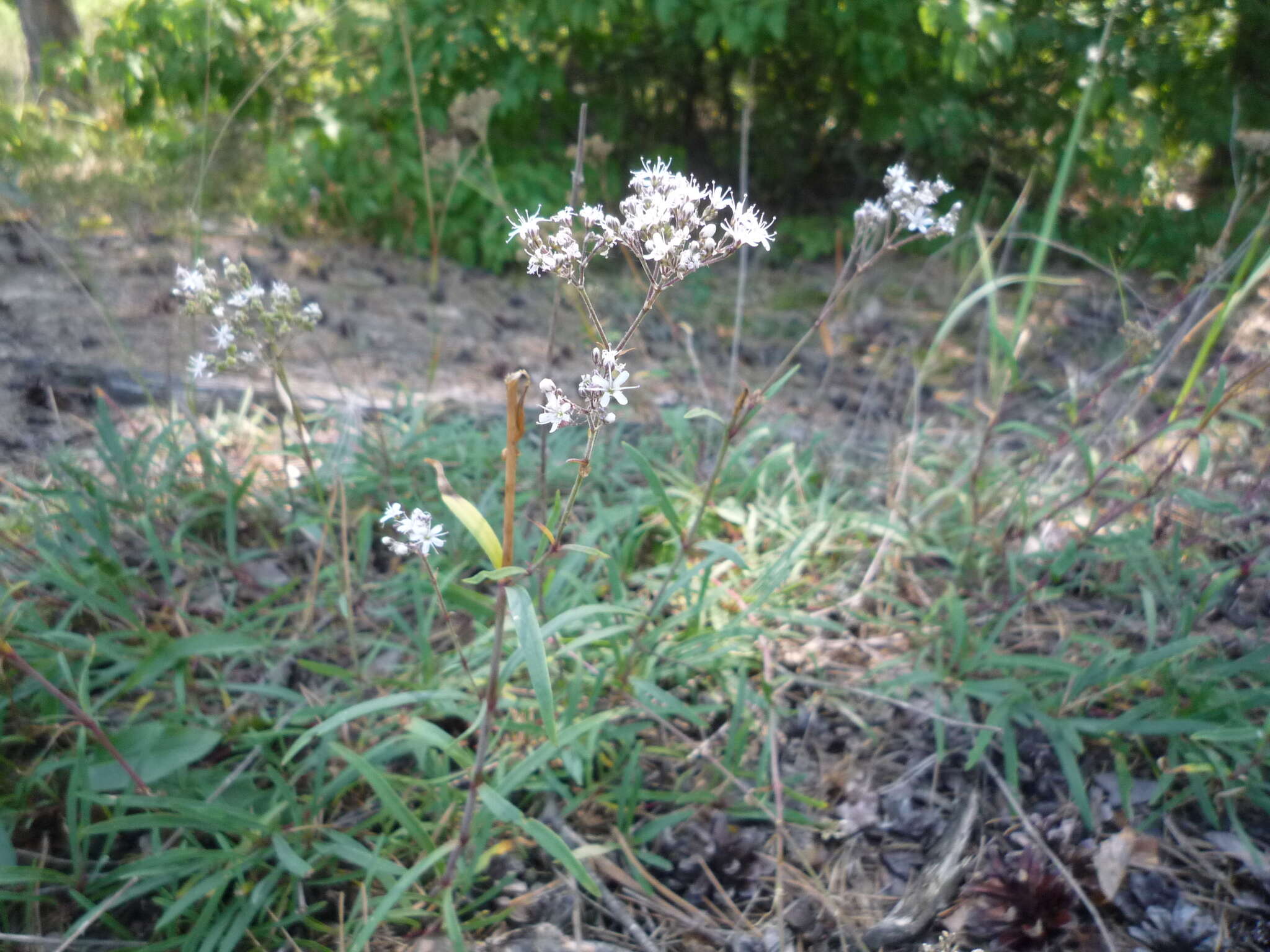 Image of Gypsophila fastigiata L.