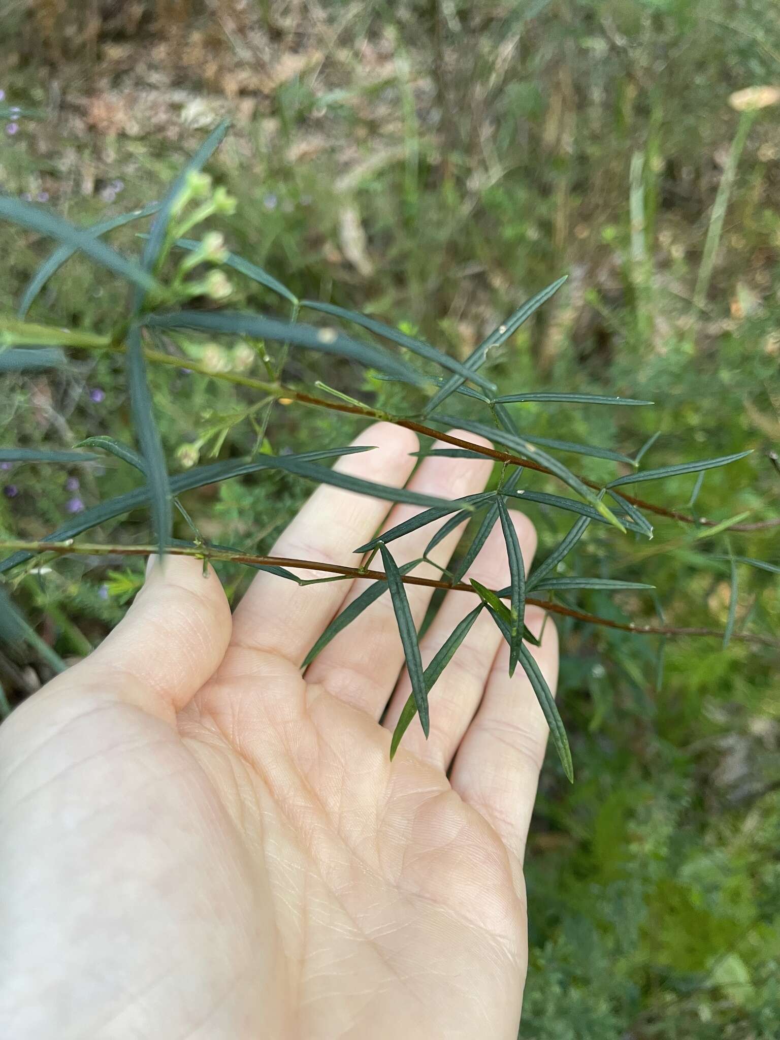 Image of Zieria laxiflora (Benth.) Domin