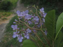 Image of Vitex orinocensis Kunth