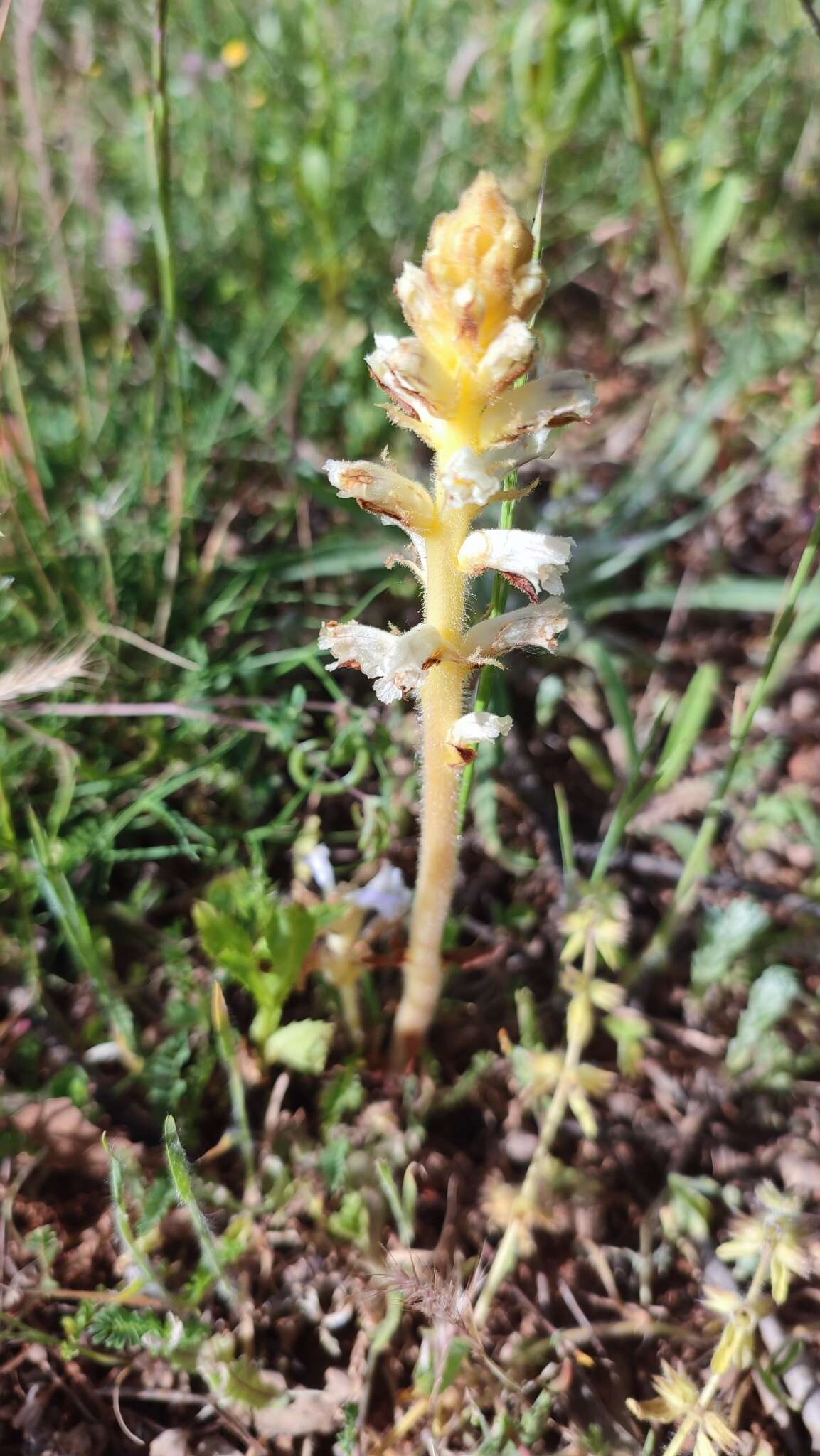 Image of oxtongue broomrape