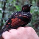 Image of Reddish-winged Bare-eye