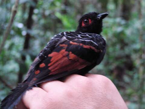 Image of Reddish-winged Bare-eye