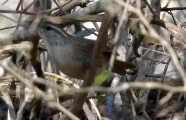 Image of Sinaloa Wren