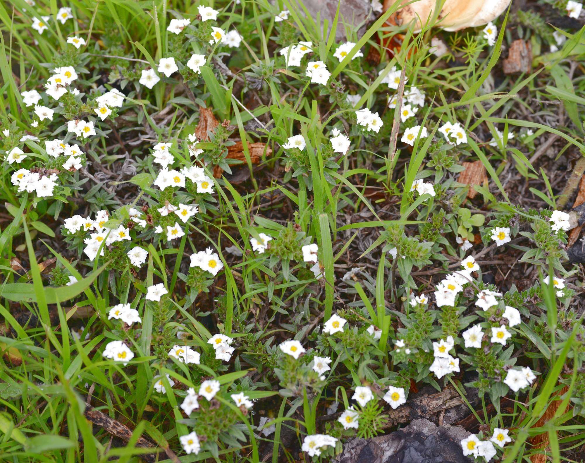 Image of Euploca foliosissima (J. F. Macbr.) J. I. M. Melo