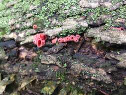 Image of Shaggy Scarlet Cup