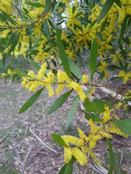 Imagem de Acacia longifolia subsp. longifolia