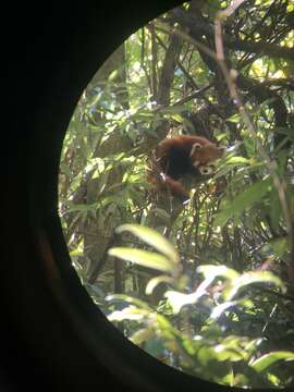 Image of Ailurus fulgens styani Thomas 1902