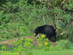 Image of Sri Lankan sloth bear