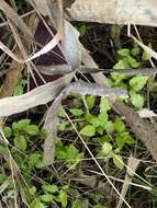 Image of Lesser Clearweed