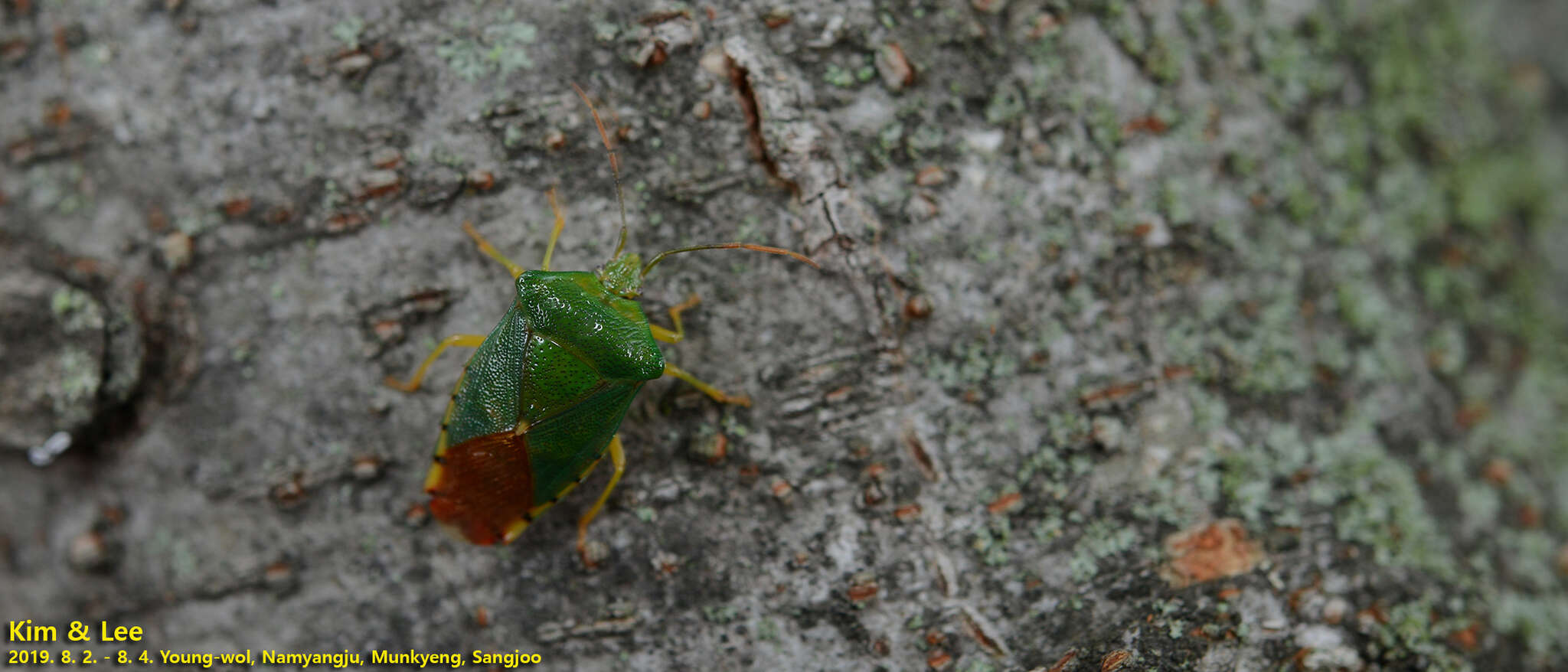 Image of Acanthosoma crassicaudum Jakovlev 1880