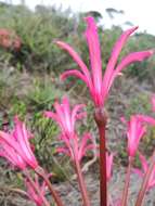 Image of Brunsvigia gregaria R. A. Dyer