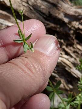 Image of limestone bedstraw