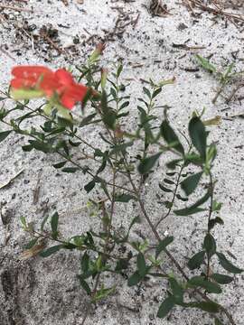 Image of scarlet calamint