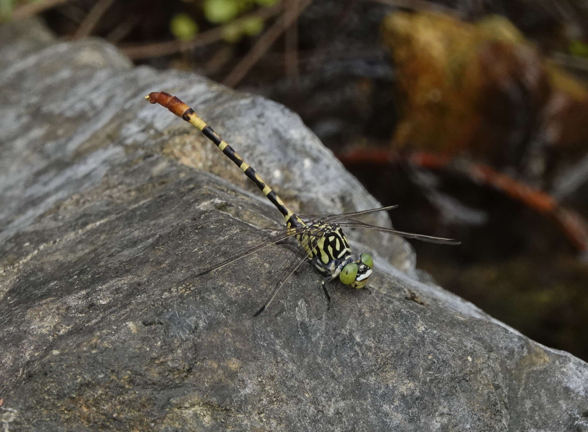 Image of Austroepigomphus turneri (Martin 1901)