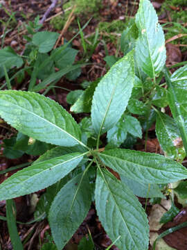 Imagem de Mercurialis perennis L.