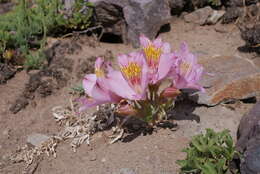 Image of Alstroemeria exserens Meyen