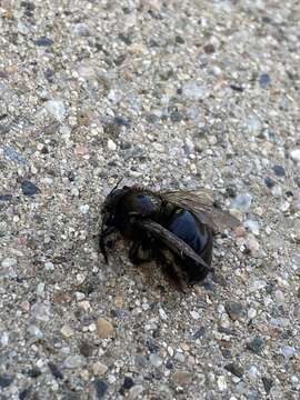 Xylocopa tabaniformis androleuca Michener 1940 resmi