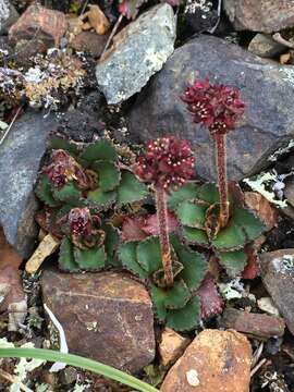 Sivun Micranthes rufopilosa (Hultén) D. F. Murray & Elven kuva