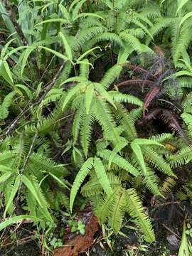 Image of Mexican Umbrella Fern