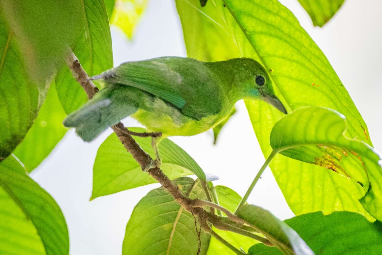 Image of Lesser Green Leafbird