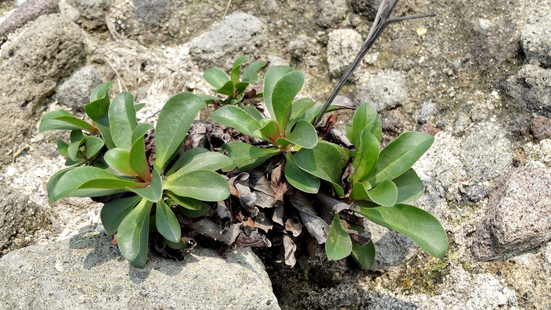 Imagem de Limonium sinense (Girard) Kuntze