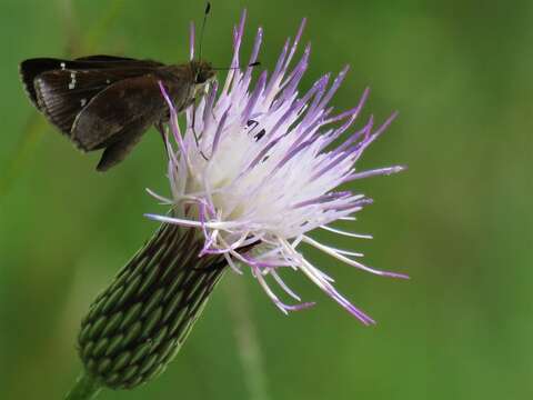 Sivun Cirsium lecontei Torr. & A. Gray kuva