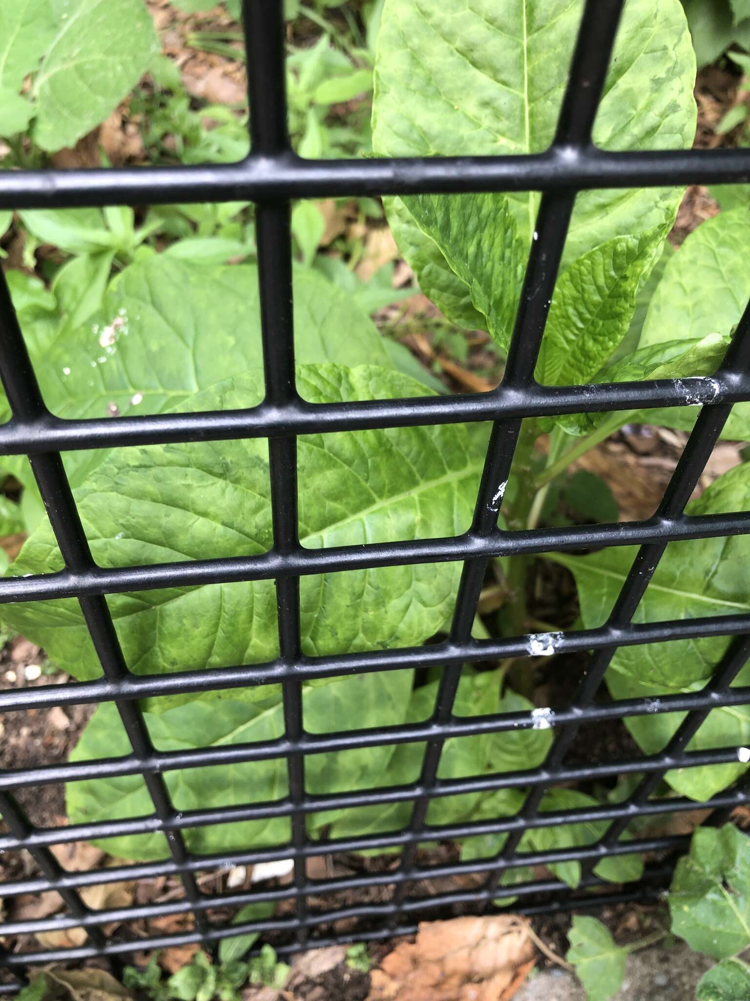 Image of Pokeweed mosaic virus