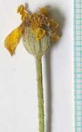 Image of <i>Eriophyllum lanatum</i> var. <i>achilleoides</i> (DC.) Jeps.