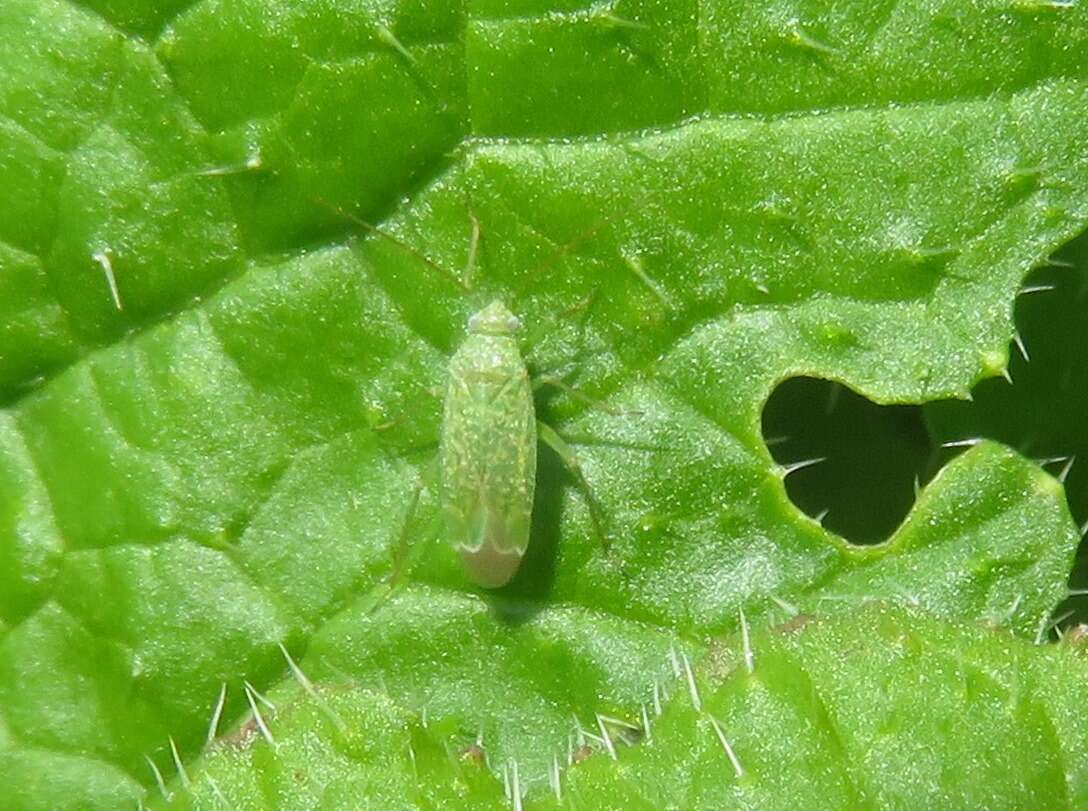 Image of Orthotylus flavosparsus (C. Sahlberg 1841)