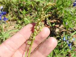 Imagem de Rumex hastatulus Baldw. apud Ell.