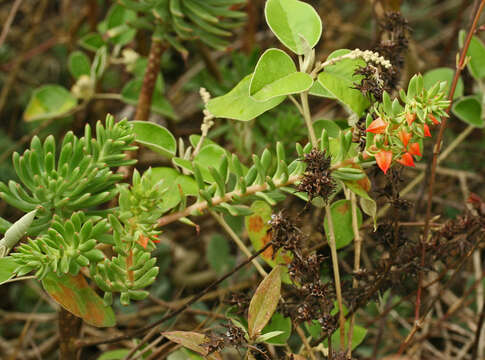 Image of Echeveria quitensis (Kunth) Lindley