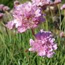 Image of Armeria cantabrica Boiss. & Reut. Willk.