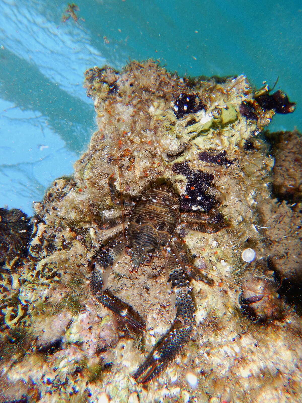 Image of Leach's squat lobster