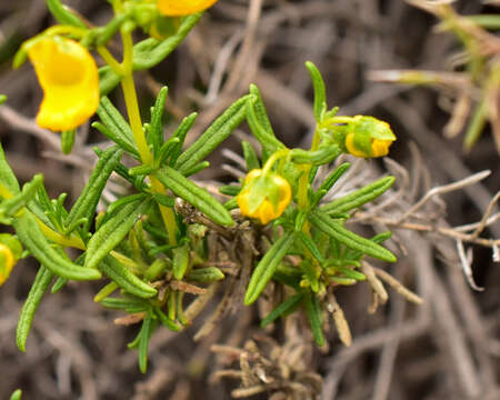 Image of Calceolaria hypericina Poepp. ex Benth.