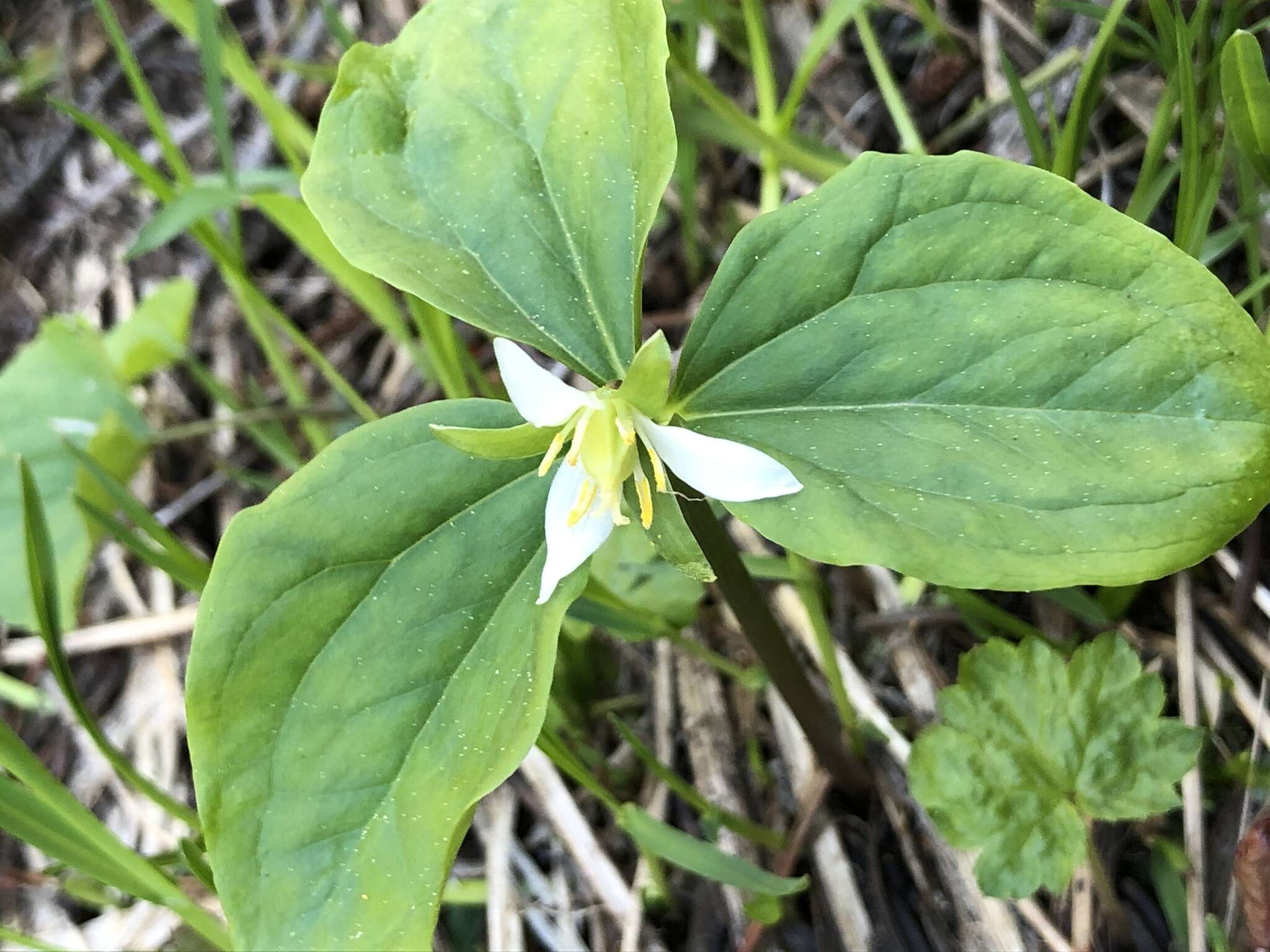 Image of Oettinger's trillium